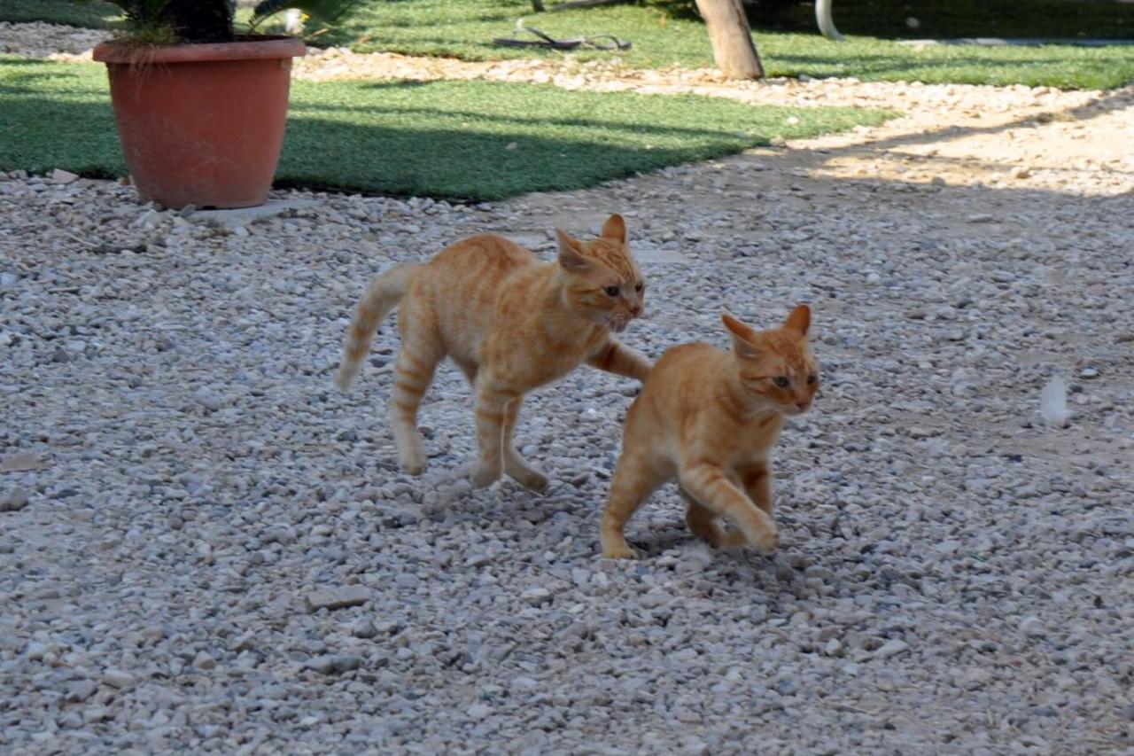 Dimora Dei Cardinali Pension Agropoli Buitenkant foto